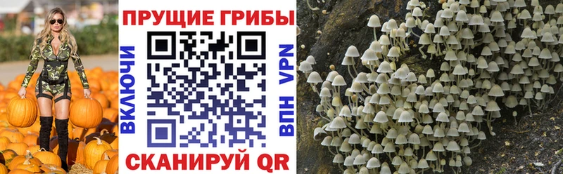 Купить  Осташков  Галлюциногенные грибы Magic Shrooms 